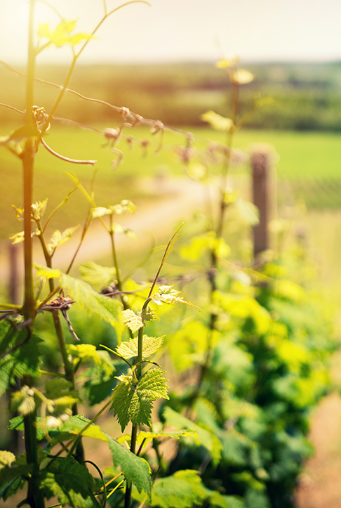 Olivier Hodebert - caviste - accueil