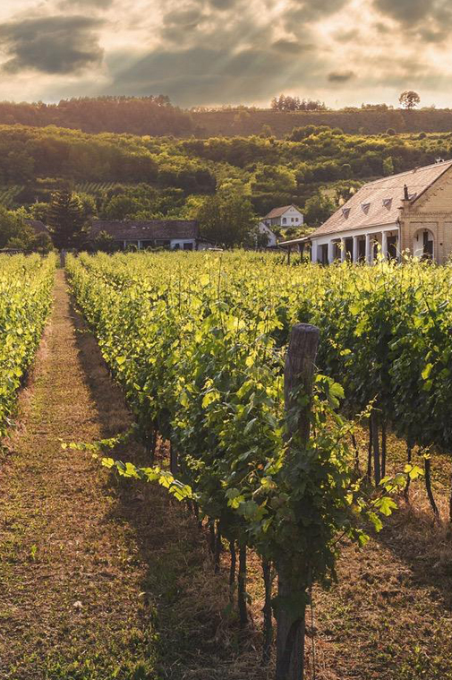 L'incroyable cave d'Olivier Hodebert - Vins d'ici et d'ailleurs L'incroyable cave d'Olivier Hodebert - Vins d'ici et d'ailleurs